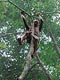 Gathering on trees (Baka Pygmies, Cameroon)
